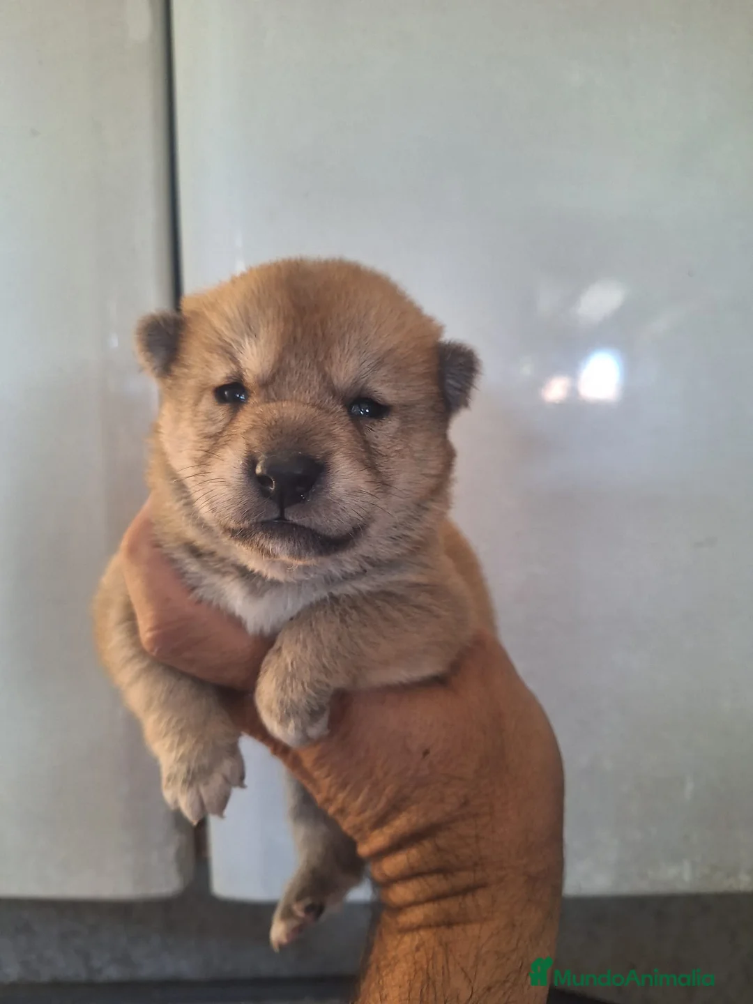 Shiba Inu perros en venta: Camada de Shiba inu en Almería - Anuncio 2