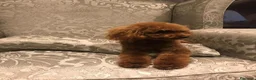 Caniche Toy perros en venta: caniche toy - Anuncio 7