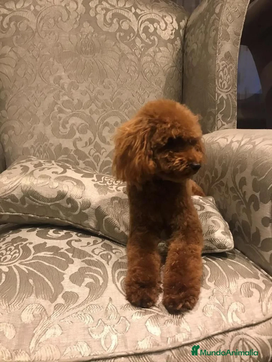 Caniche Toy perros en venta: caniche toy - Anuncio 7