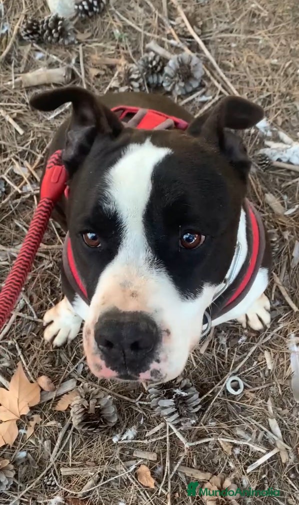American Staffordshire-Terrier perros GULLIVER ❤️ en Adopción  - Anuncio 2