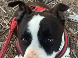 American Staffordshire-Terrier perros GULLIVER ❤️ en Adopción - Anuncio 9