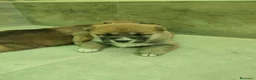 Shiba Inu perros en venta: SHIBA INU - Anuncio 13