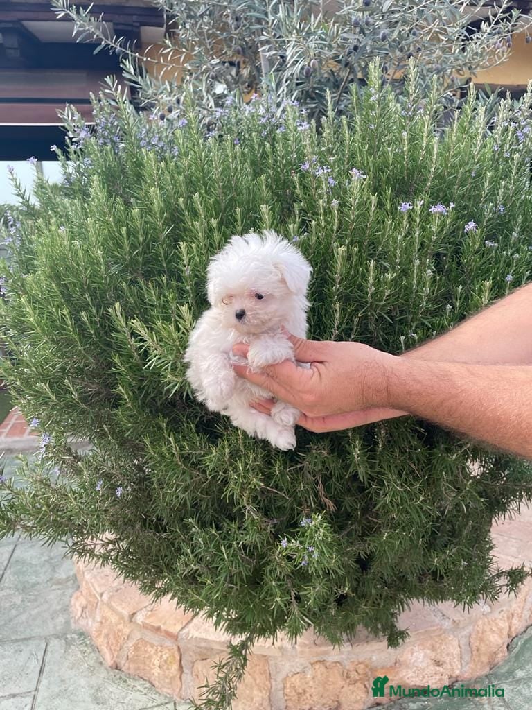 Bichón Maltés perros BICHON MALTES MACHO EXCLUSIVO  - Anuncio 11