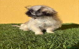 Pekinés perros en venta: Hembra de Pekines Imperial  - Imagen 2