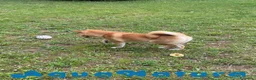Shiba Inu perros en venta: Shiba Inu Hembra de Mar y Silvio 5285 en Barcelona - Anuncio 2