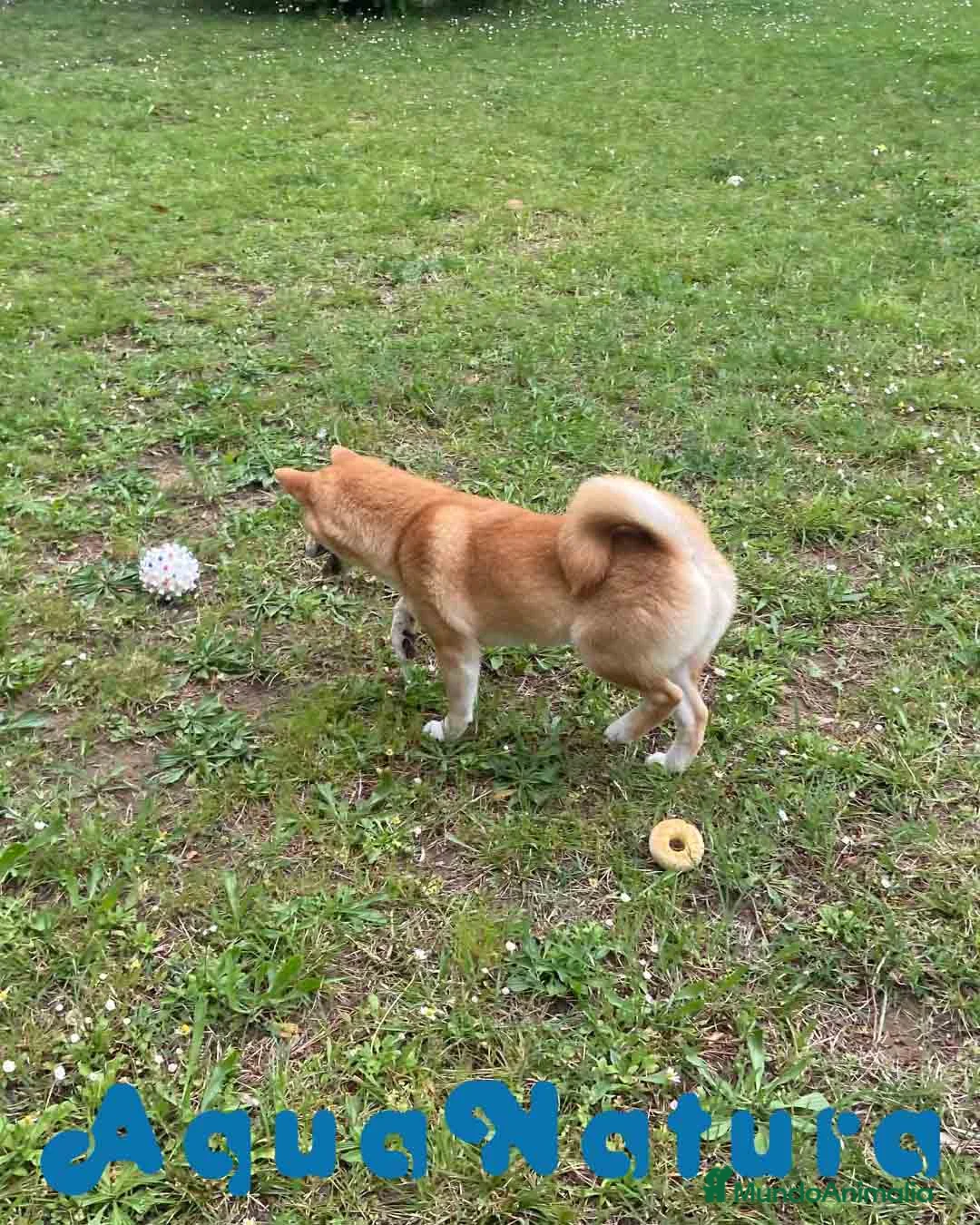 Shiba Inu perros en venta: Shiba Inu Hembra de Mar y Silvio 5285 en Barcelona - Anuncio 2