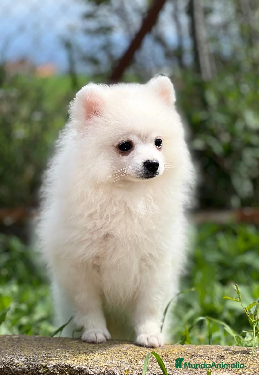 Pomerania perros en venta: POMERANIA HEMBRA DISPONIBLE en Barcelona - Anuncio 3