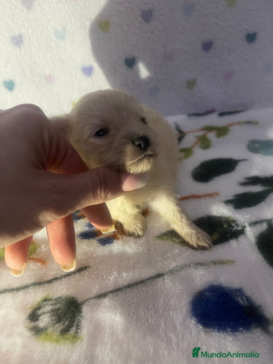 Pomerania perros en venta: Pomerania  - Anuncio 4