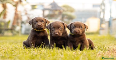 Labrador Retriever perros - Anuncio 6