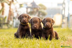 Labrador Retriever perros LABRADOR CHOCOLATE DISPONIBLE - Anuncio 1