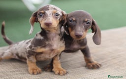 Teckel perros en venta: Teckel Kannichen  - Imagen 1