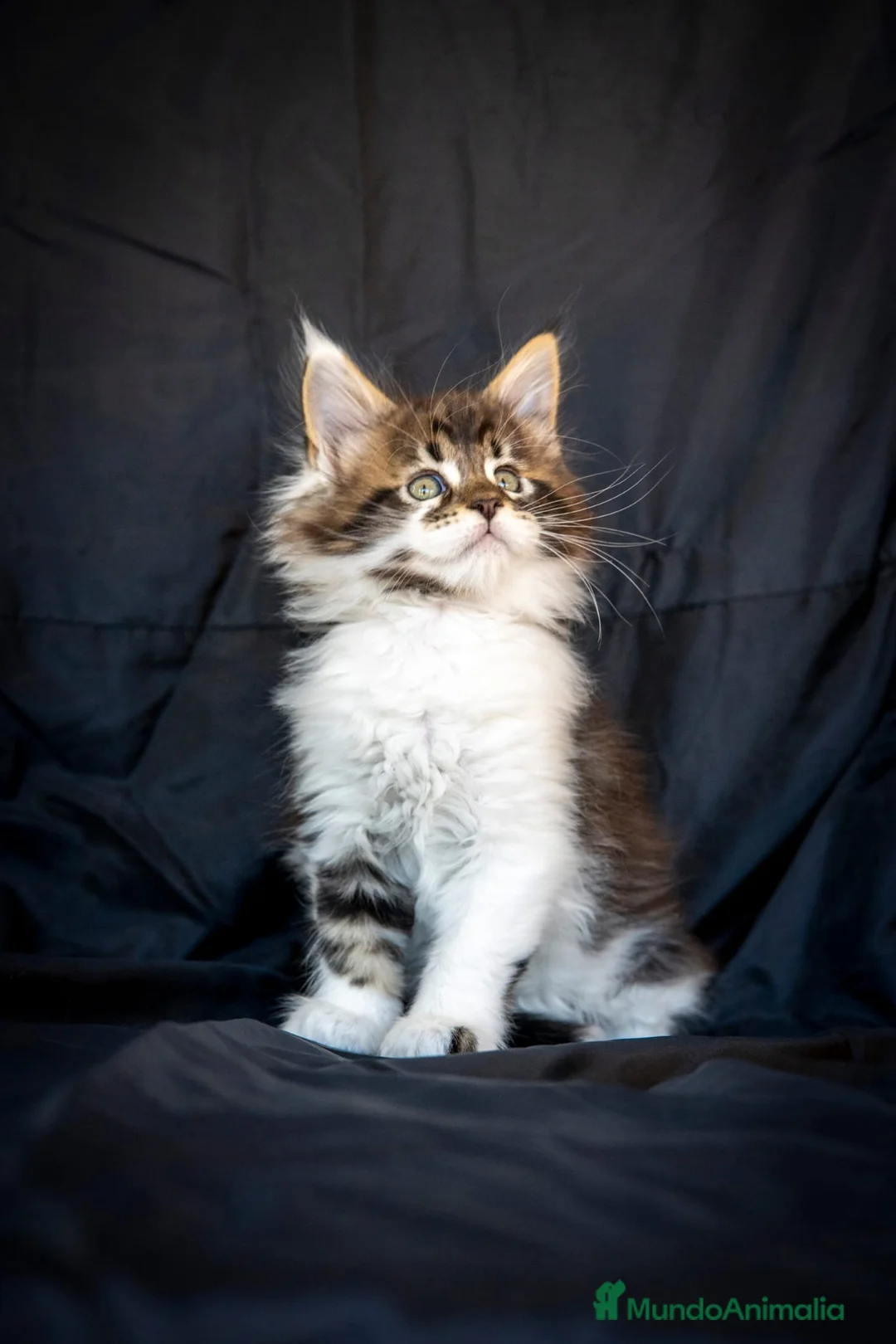 Maine Coon gatos en venta: Maine Coon Macho Bicolor Tabby Golden - Anuncio 2