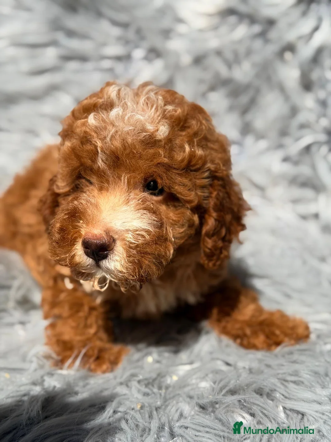 Maltipoo perros en venta: Maltipoo🚹 - Anuncio 4