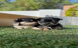 Chihuahua perros en venta: CHIHUAHUA-OJOS AZULES - Imagen 18