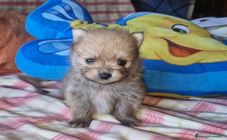 Pomerania perros - Anuncio 3