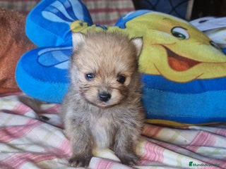 Pomerania perros - Anuncio 1