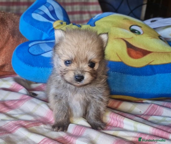 Pomerania perros - Anuncio 1