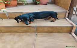 Teckel perros en venta: Cachorro macho teckel negro y fuego  - Imagen 3