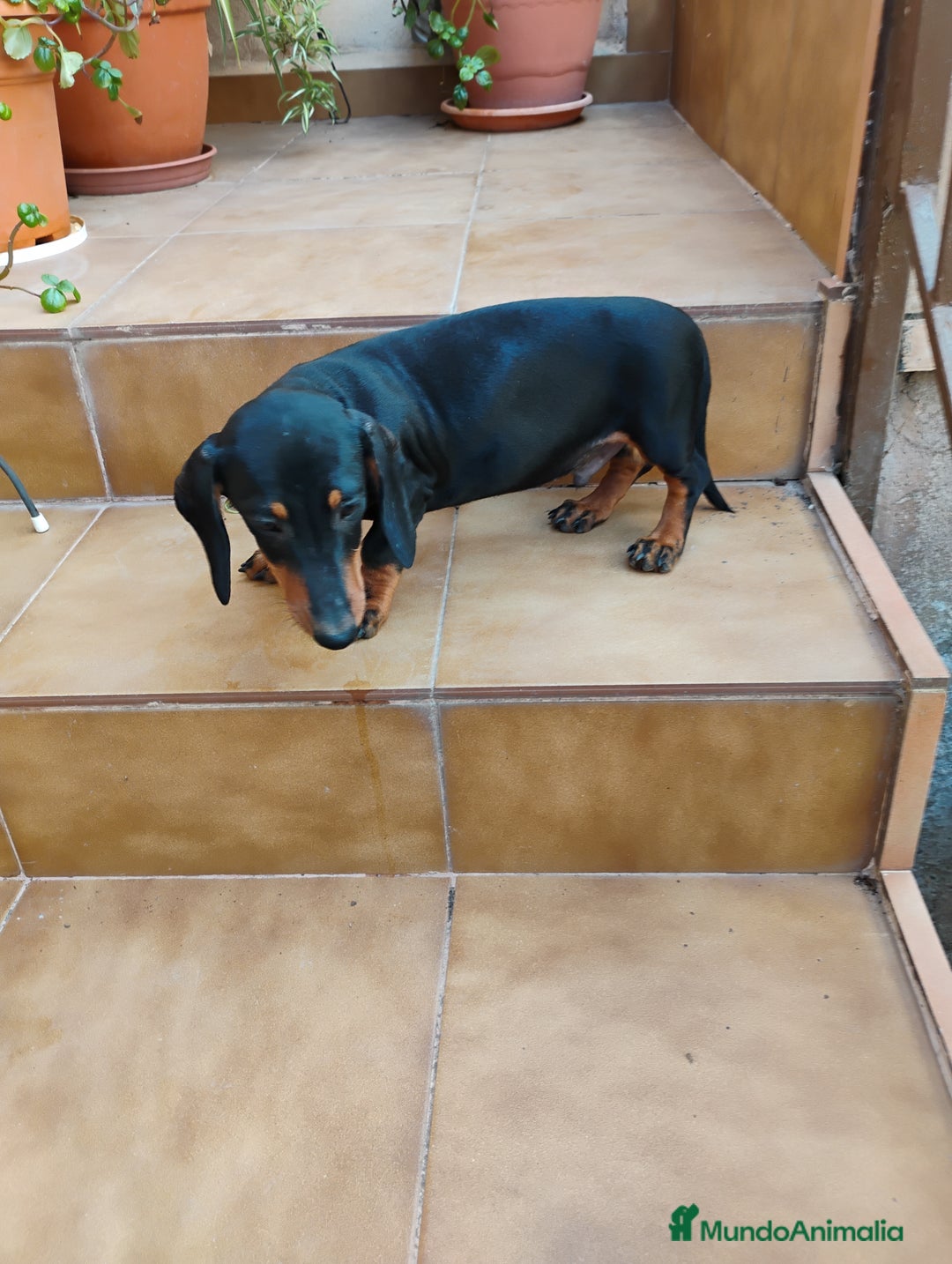Teckel perros en venta: Cachorro macho teckel negro y fuego  - Imagen 3