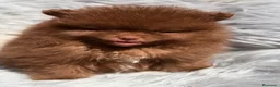 Pomerania perros en venta: Pomerania cara oso chocolate  - Anuncio 6