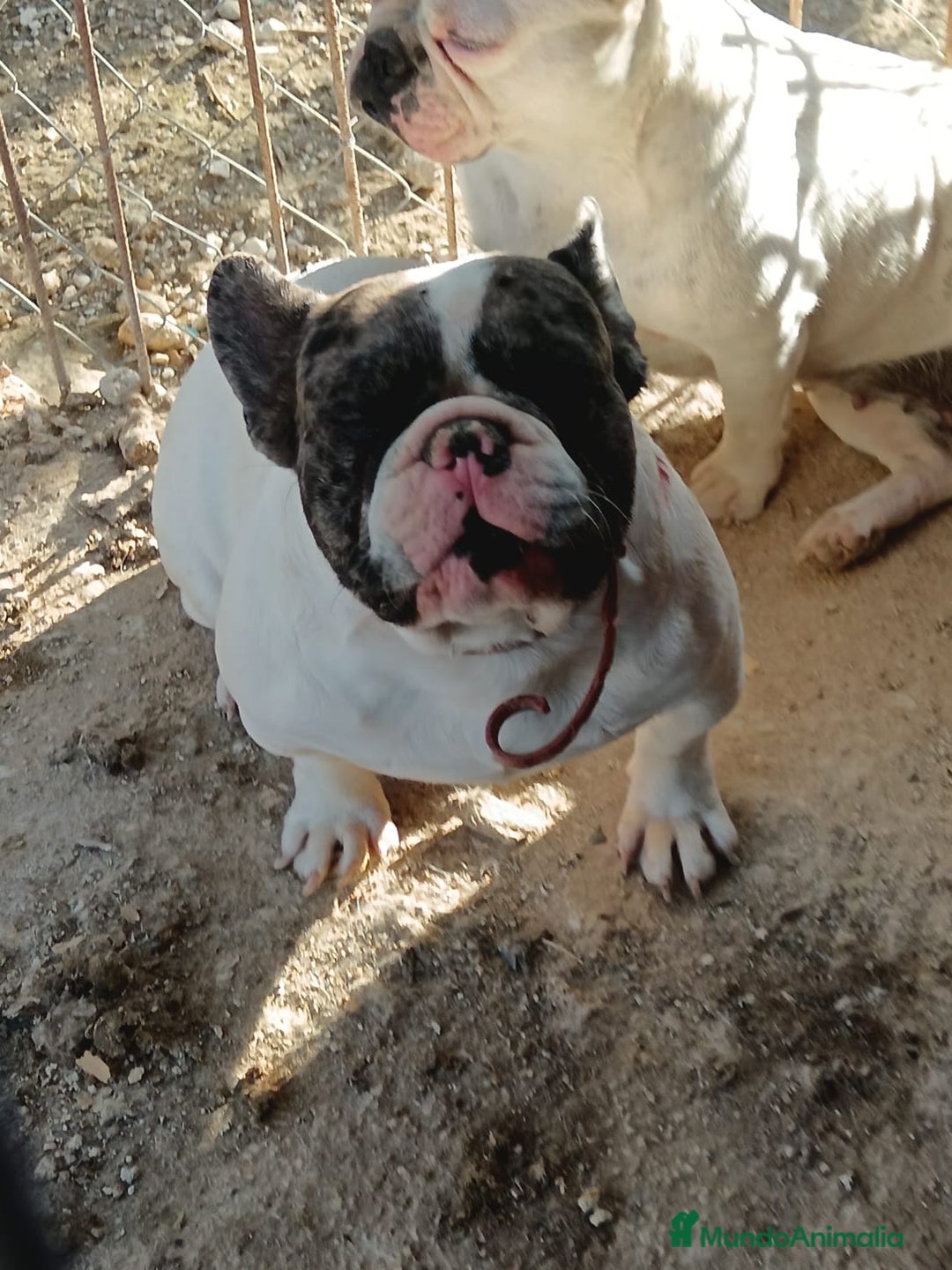 Bulldog Francés perros en venta: Bulldog francés exóticos  - Anuncio 7