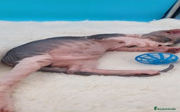 Sphynx gatos en venta: Bonito machito tabby  - Imagen 4