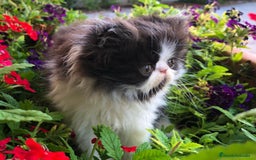 Persa gatos en venta: Gatitos Persas Machos y Hembras - Imagen 2