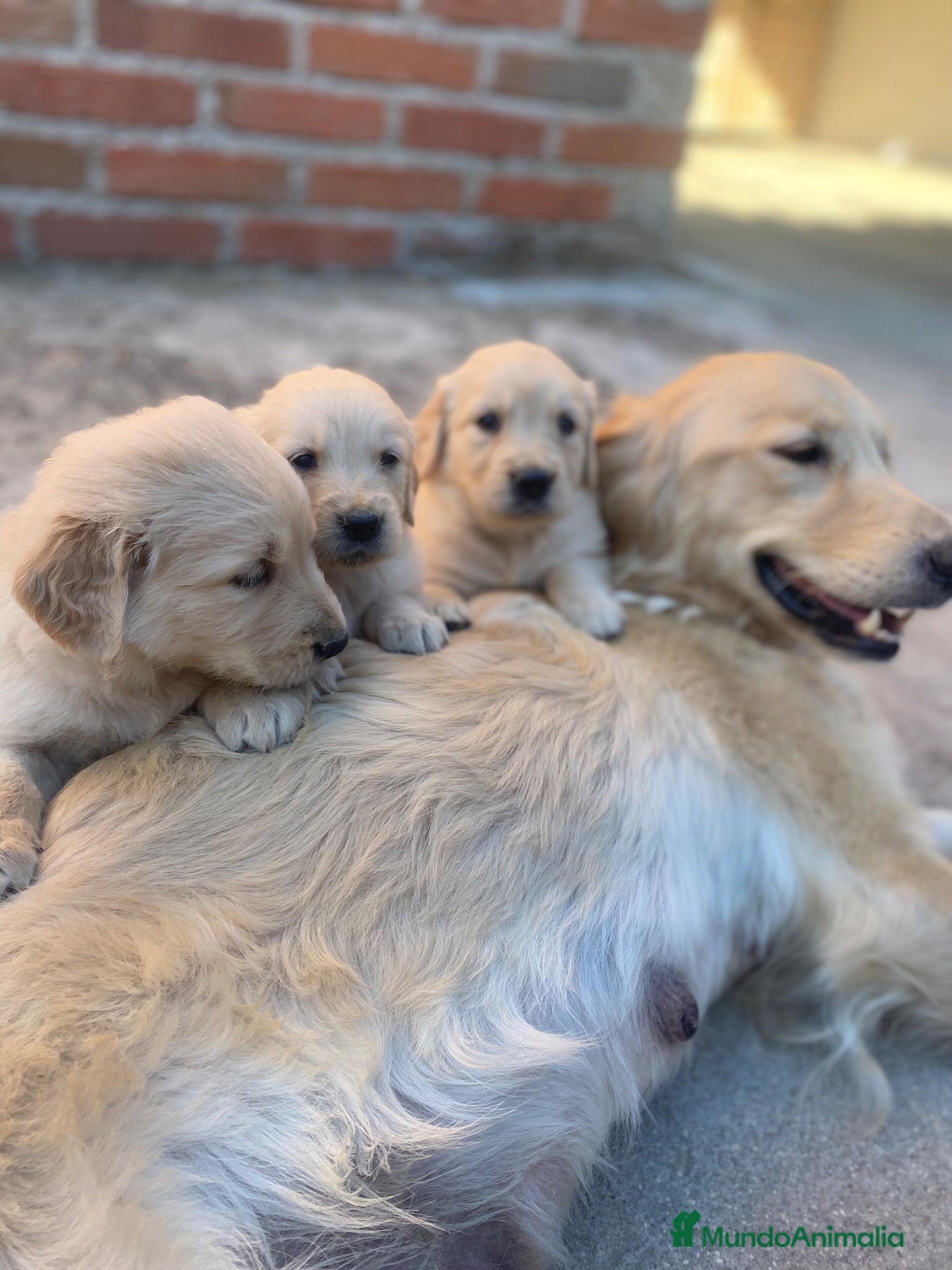 Golden Retriever perros CACHORROS DE GOLDEN RETRIEVER  - Anuncio 2