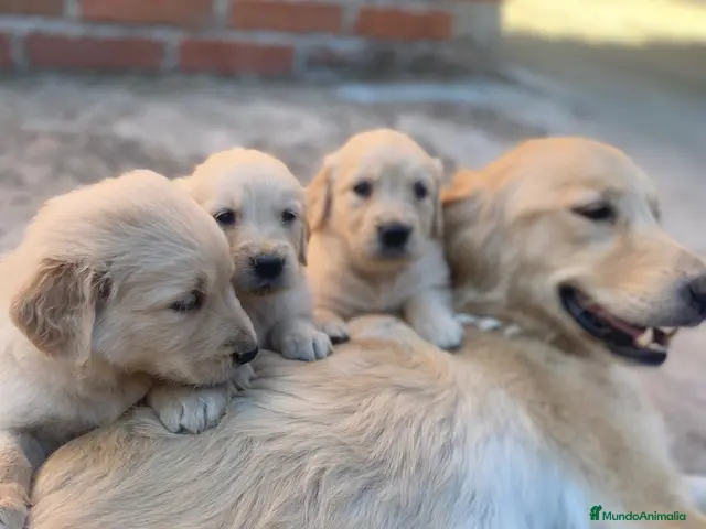 Golden Retriever perros en venta: CACHORROS DE GOLDEN RETRIEVER - Anuncio 2