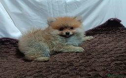 Pomerania perros en venta: PRECIOSAS HEMBRITAS CHIQUITINAS DE POMERANIA - Imagen 2