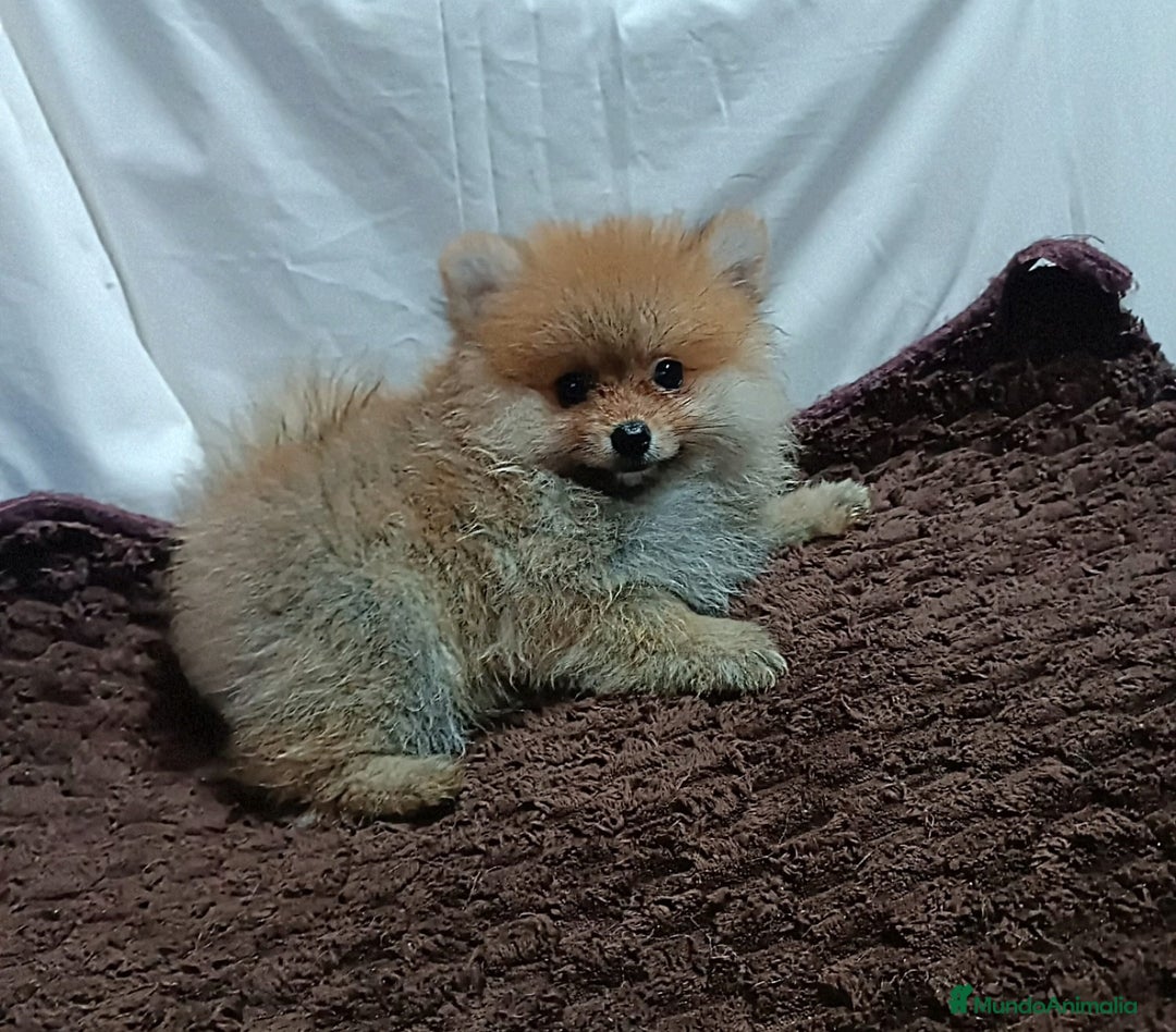 Pomerania perros en venta: PRECIOSAS HEMBRITAS CHIQUITINAS DE POMERANIA - Imagen 2