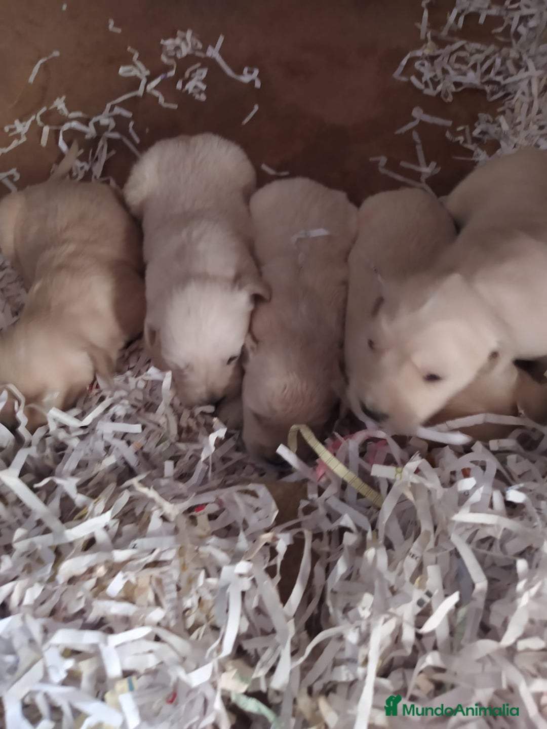 Golden Retriever perros en venta: Golden retriever - Imagen 3