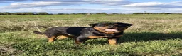 Rottweiler perros en venta: Cachorros padres Alemanes mejores líneas mundiales - Anuncio 8