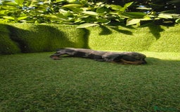 Teckel Miniatura perros en venta: camada teckel canichen muy pequeños  - Imagen 12