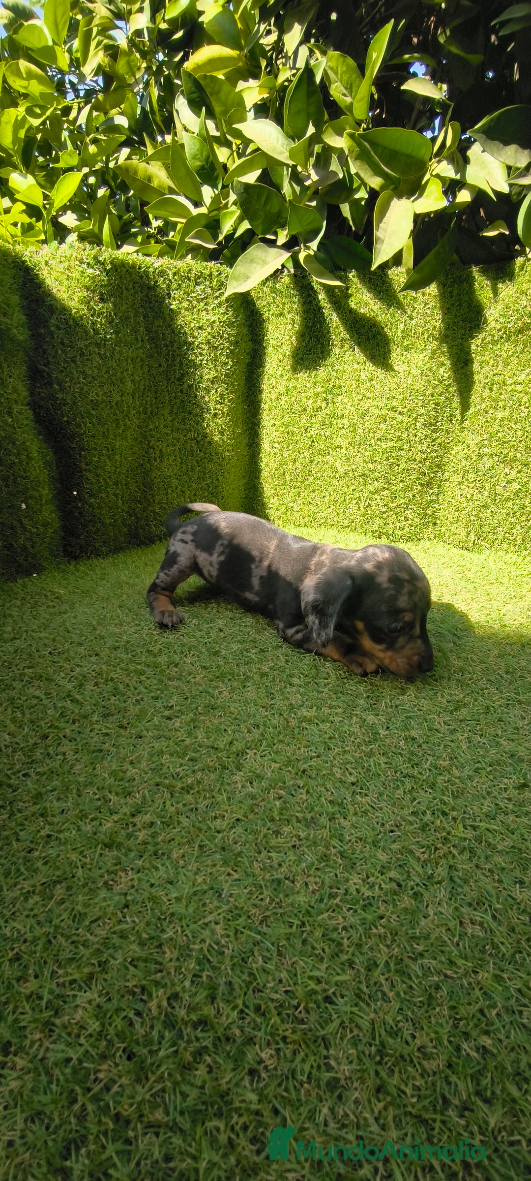 Teckel Miniatura perros en venta: camada teckel canichen muy pequeños  - Imagen 12