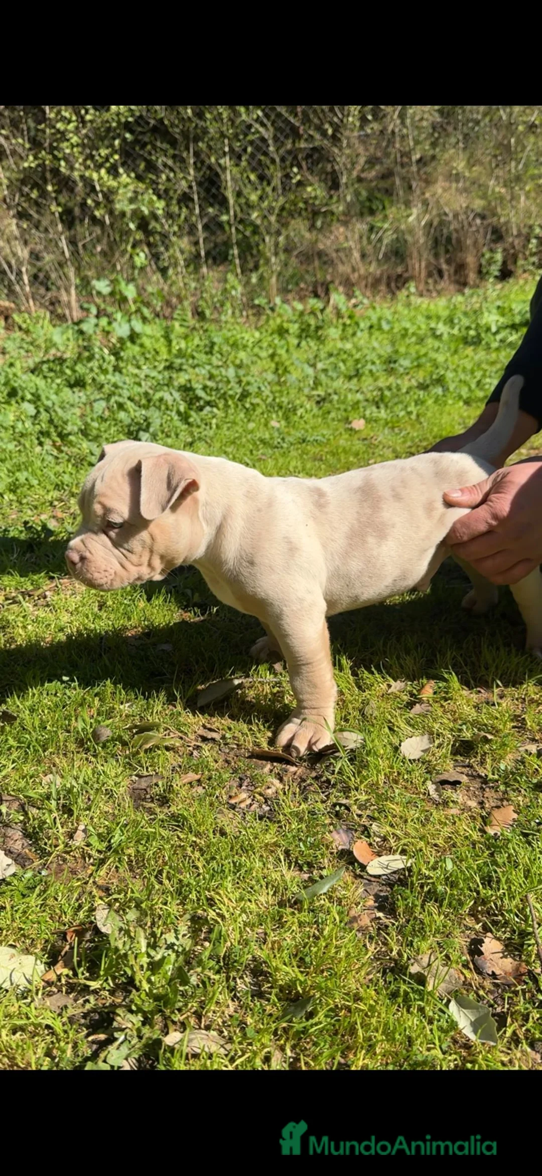 American Bully perros en venta: América bully exótico  - Anuncio 2