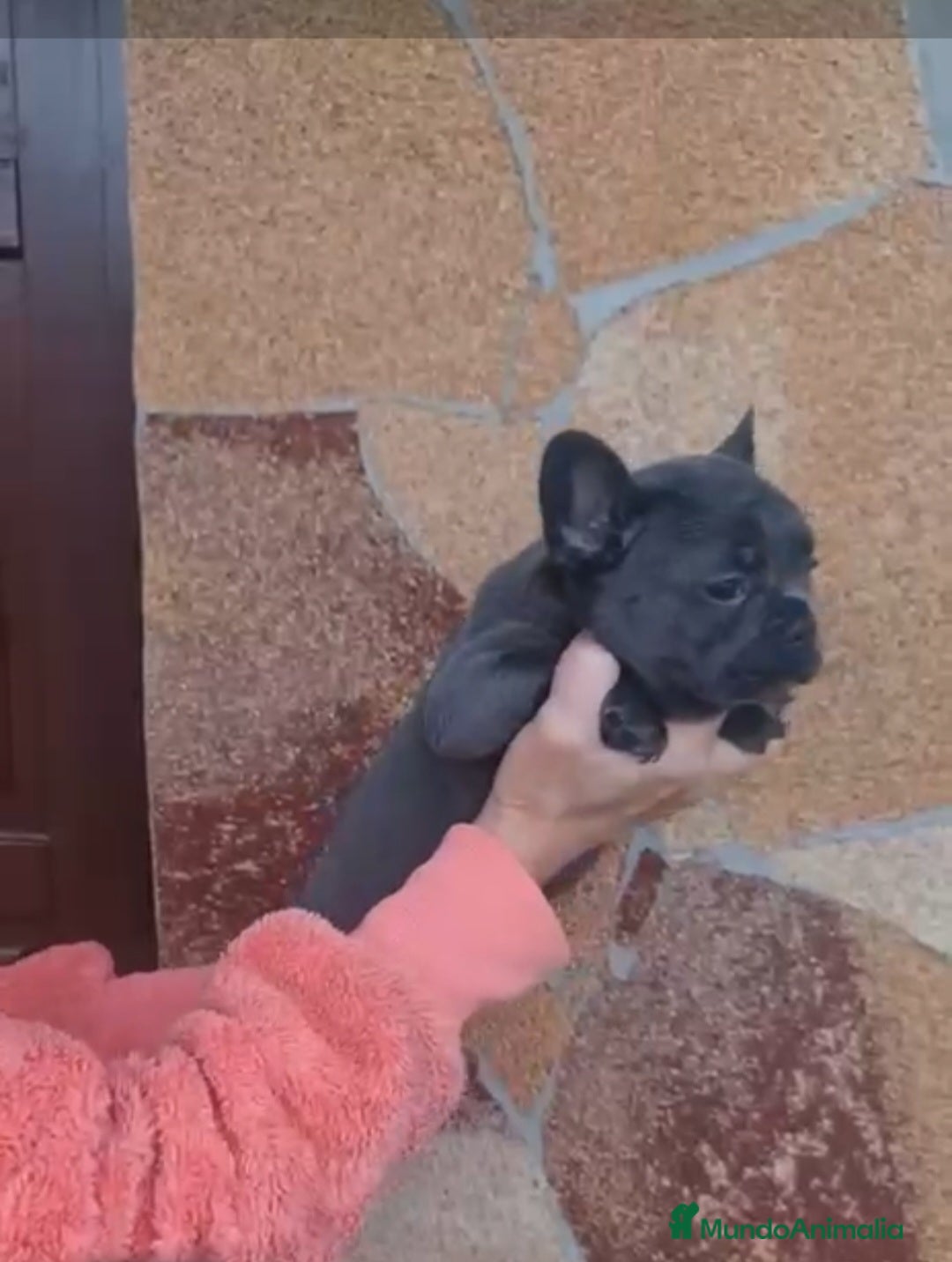 Bulldog Francés perros en venta: ‼️‼️BULLDOG FRANCES  - Imagen 3