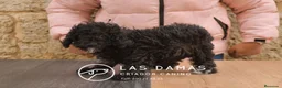 Caniche Enano perros en venta: Hembras de caniche color negro - Anuncio 3