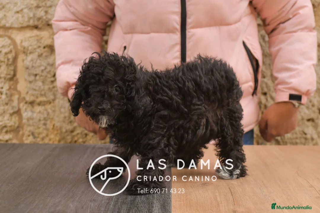 Caniche Enano perros en venta: Hembras de caniche color negro - Anuncio 3