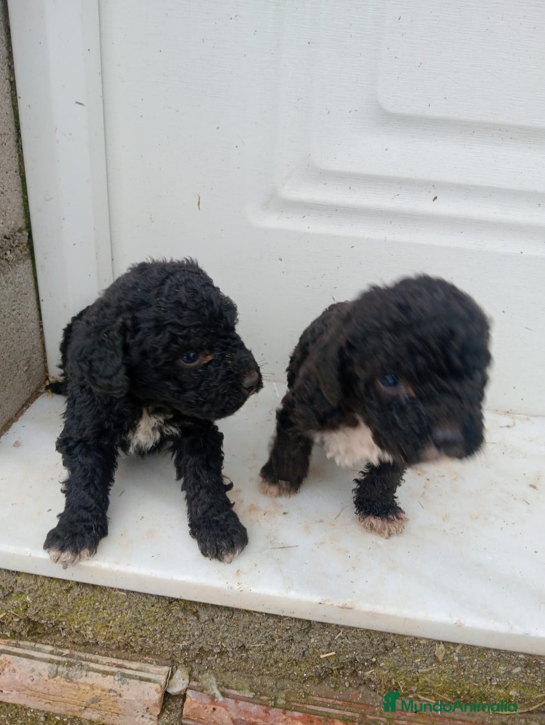 Perro de Agua Español perros en venta: Perro de agua  - Anuncio 3