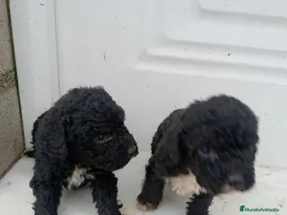 Perro de Agua Español perros Perro de agua - Anuncio 3