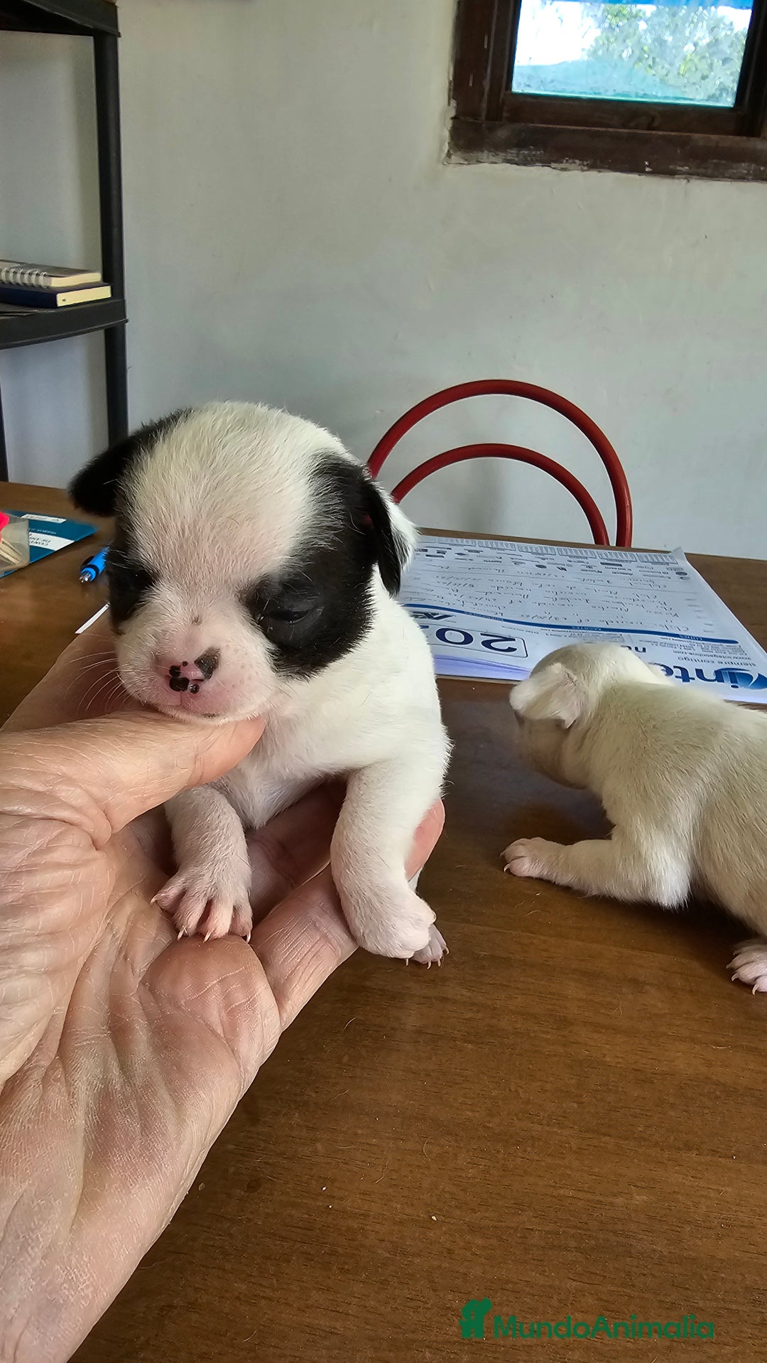 Chihuahua perros en venta: Espectaculares chihuahuas  - Anuncio 4