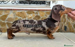 Teckel Miniatura perros en venta: Bellezas teckel kaninchen  - Imagen 4