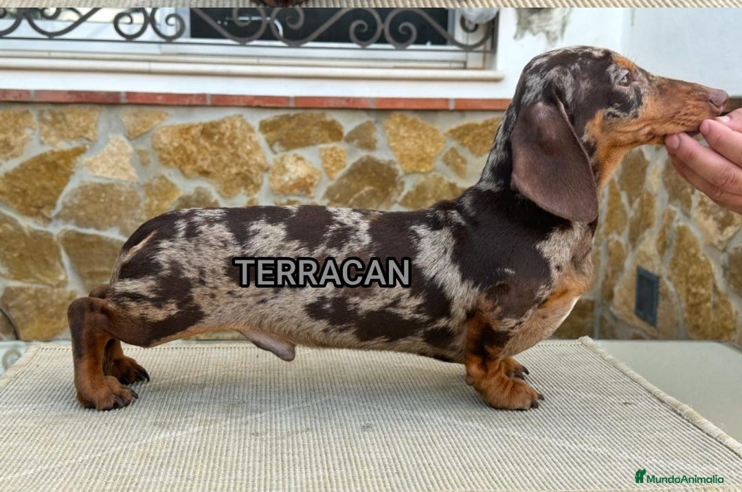 Teckel Miniatura perros en venta: Bellezas teckel kaninchen  - Imagen 4