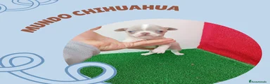 Chihuahua Cachorro 6