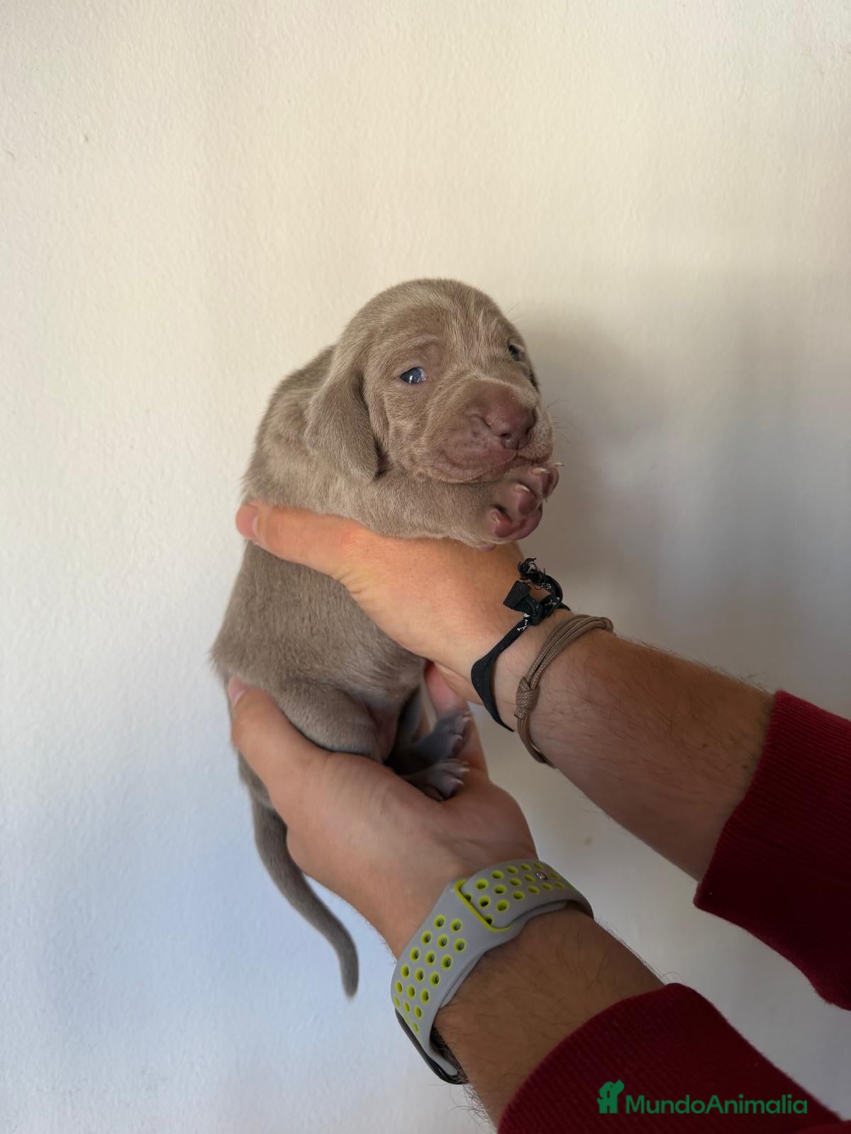 Braco Italiano perros Braco de wuiman  - Anuncio 1