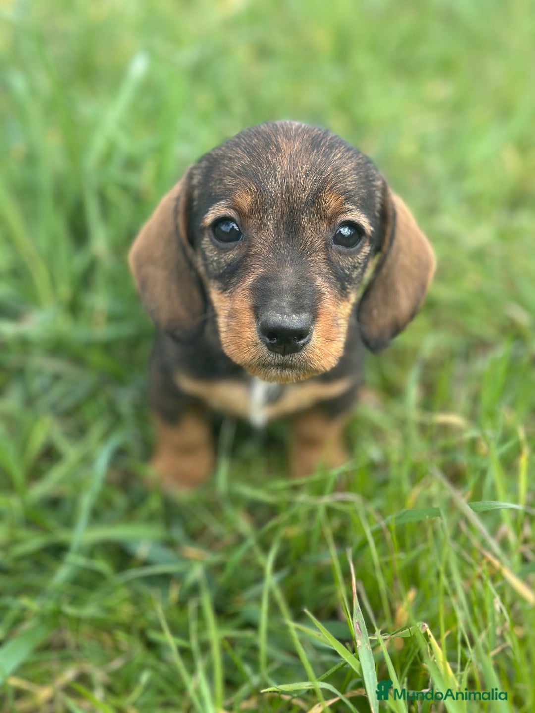 Teckel Miniatura perros en venta: Teckel  - Anuncio 2