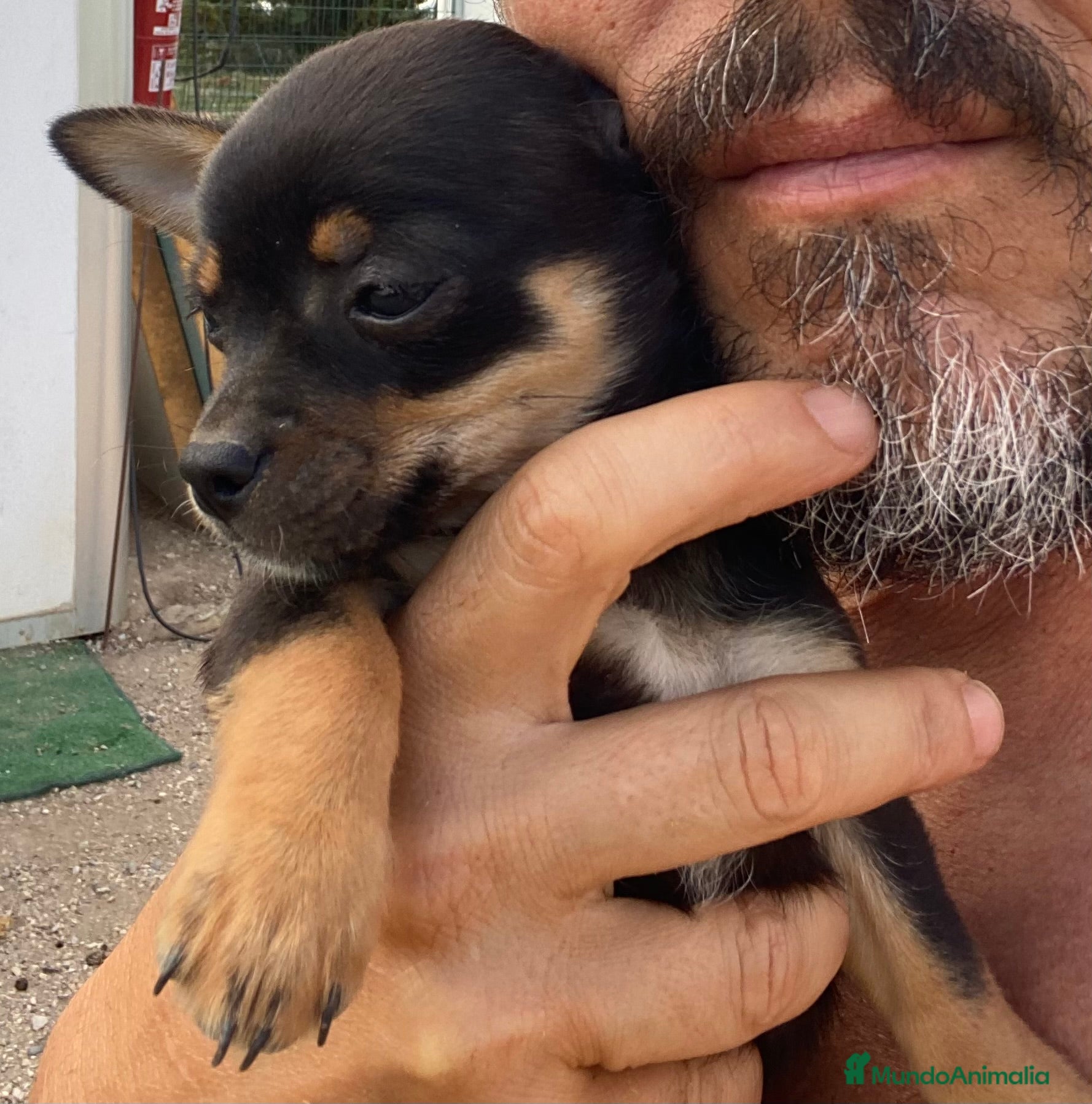 Chihuahua perros Chihuahuas machitos - Anuncio 26