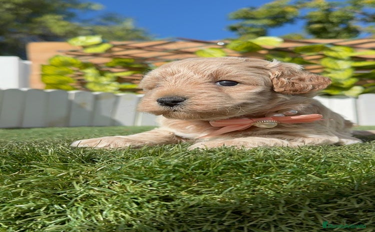 Maltipoo perros - Anuncio 8