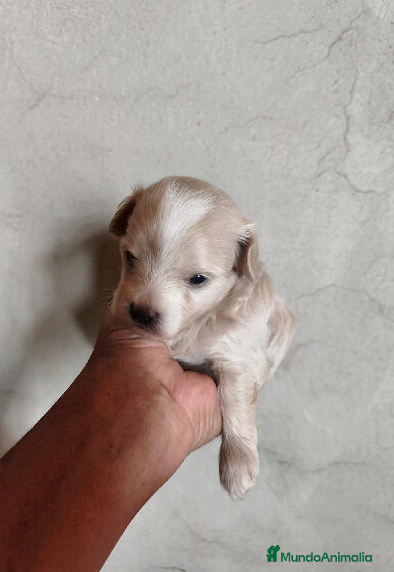 Maltipoo perros PRECIOSA CAMADA DE MALTIPOOS  - Anuncio 10
